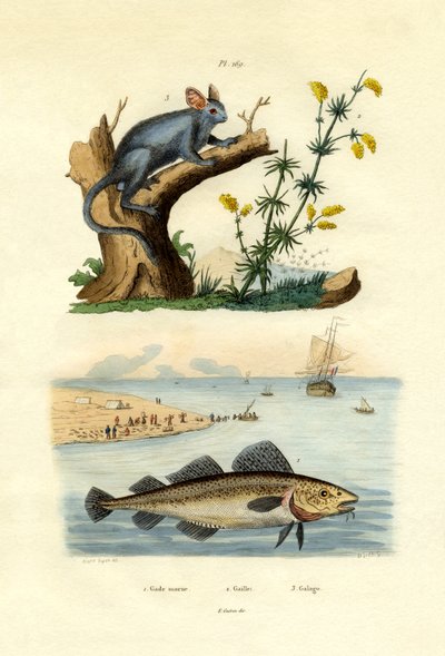 Atlantischer Kabeljau von French School